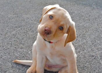 15 Dogs That Will Make You Swoon With Their Adorable Head-Tilting Skills