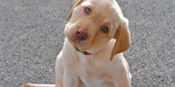 15 Dogs That Will Make You Swoon With Their Adorable Head-Tilting Skills