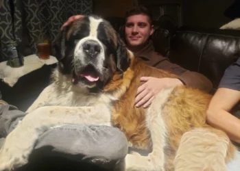 15 Fully-Grown Dogs Who Are Still Puppies at Heart