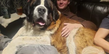 15 Fully-Grown Dogs Who Are Still Puppies at Heart