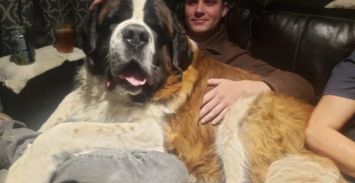 15 Fully-Grown Dogs Who Are Still Puppies at Heart