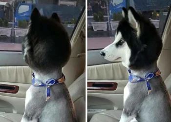 13 Hilarious Before-and-After Dog Haircut Transformations