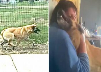 Dog Travels 65 Kilometers to Reunite with Cherished Owner