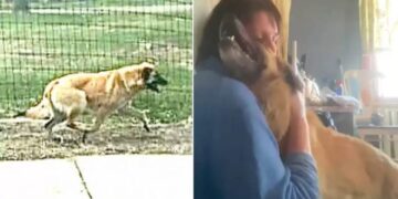 Dog Travels 65 Kilometers to Reunite with Cherished Owner