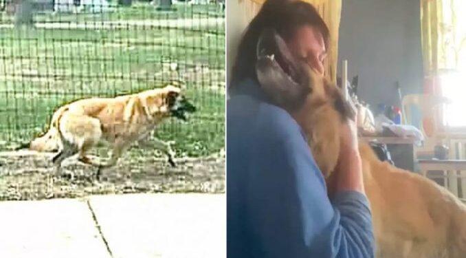 Dog Travels 65 Kilometers to Reunite with Cherished Owner