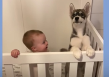 Husky Puppy and Baby Girl Grow Up Together, Becoming Inseparable Companions.