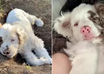 Despite Being Deaf and Blind, Cocker Spaniel Loves to Snuggle