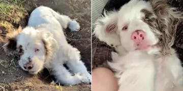 Despite Being Deaf and Blind, Cocker Spaniel Loves to Snuggle