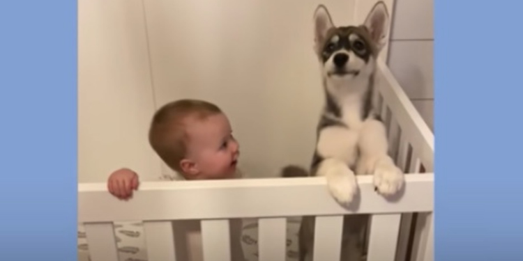 Husky Puppy and Baby Girl Grow Up Together, Becoming Inseparable Companions.