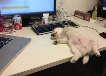 21 Delightful Dog Photos Guaranteed to Bring a Smile