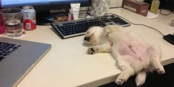 21 Delightful Dog Photos Guaranteed to Bring a Smile