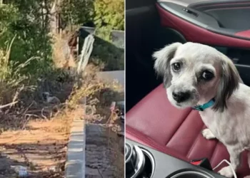 Small Pup Once Stranded Roadside Reconnects with Her Former Life.