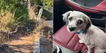 Small Pup Once Stranded Roadside Reconnects with Her Former Life.