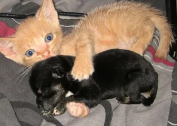 Rescue Kitten Adopts Orphaned Puppy and Now They’re Inseparable!