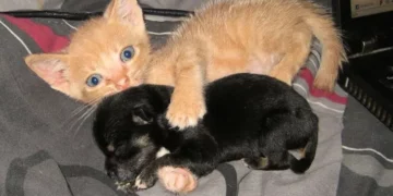 Rescue Kitten Adopts Orphaned Puppy and Now They’re Inseparable!