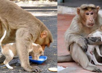 Heartwarming Story: Monkey Adopts Puppy, Defends It From Stray Dogs, And Lets It Eat First