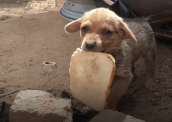 Emotional Video: Abandoned Puppy Breaks Down in Tears Over a Slice of Bread