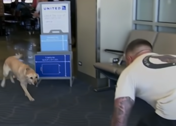 Soldier Looks Back to Find His Former Military Dog Racing Toward Him