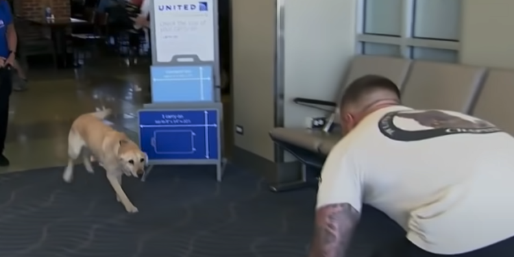 Soldier Looks Back to Find His Former Military Dog Racing Toward Him