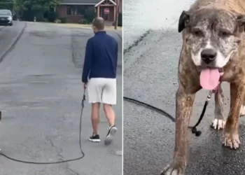The Entire Town Gathered For Mellow’s Final Walk, Defeated By Cancer