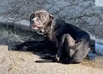 A Helpless, Starving Pup Lies On The Curb, Hoping For Help