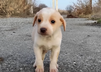Touching Rescue: Abandoned Puppy in Desperate Need of Home