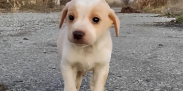 Touching Rescue: Abandoned Puppy in Desperate Need of Home