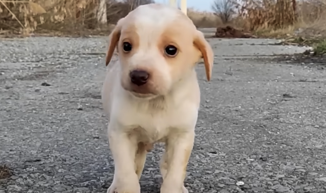 Touching Rescue: Abandoned Puppy in Desperate Need of Home