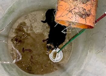 Dog Spent Two Days in the Manhole Until the Man Found Him
