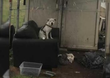 Abandoned Dog Waits In The Rain For His Hoomans to Come Back