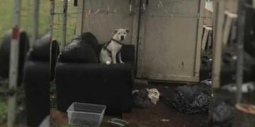 Abandoned Dog Waits In The Rain For His Hoomans to Come Back