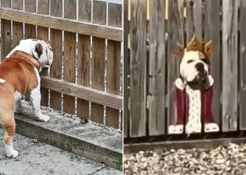 Bogart the Bulldog Is Now The King Of His Street And An Internet Sensation