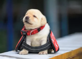Introducing the Newest and Most Adorable Members of the Taiwanese Police K-9 Unit!