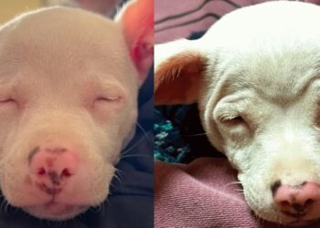 Friends Urge Vet to Adopt Blind, Deaf Puppy with a Unique Twist.