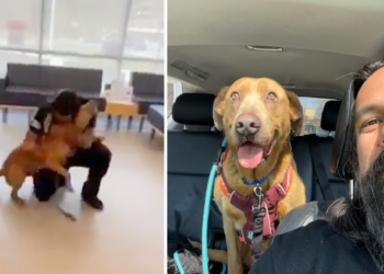 Man Who Vowed to Search Endlessly for His Missing Dog Reunites with Him After 4 Years.