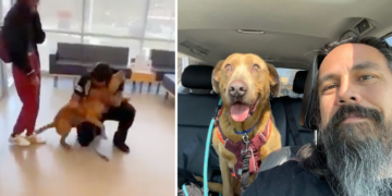 Man Who Vowed to Search Endlessly for His Missing Dog Reunites with Him After 4 Years.