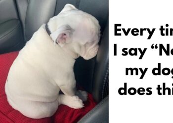Dogs and Their Unique Logic: 20+ Amusing Moments