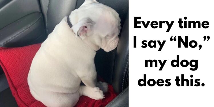 Dogs and Their Unique Logic: 20+ Amusing Moments