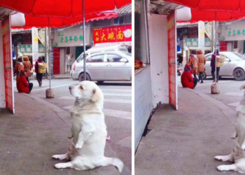 Dog with Short Legs Steals Hearts as He Waits for a Chicken Treat at a Stall
