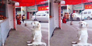 Dog with Short Legs Steals Hearts as He Waits for a Chicken Treat at a Stall
