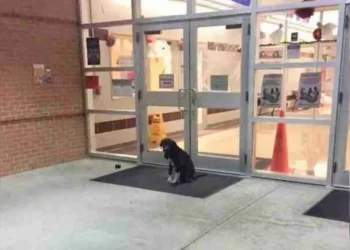 Every Day, a Dog Shows Up at School, So a Teacher Steps In to Help.