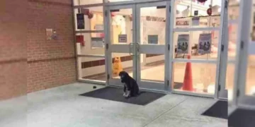 Every Day, a Dog Shows Up at School, So a Teacher Steps In to Help.