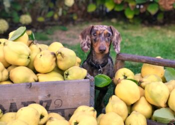 The 10 Healthiest Fruits & Veggies That Dogs LOVE