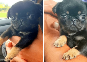 Tiny Puppy with Worms Rescued from Bag by Loving Man