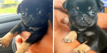 Tiny Puppy with Worms Rescued from Bag by Loving Man