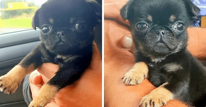 Tiny Puppy with Worms Rescued from Bag by Loving Man