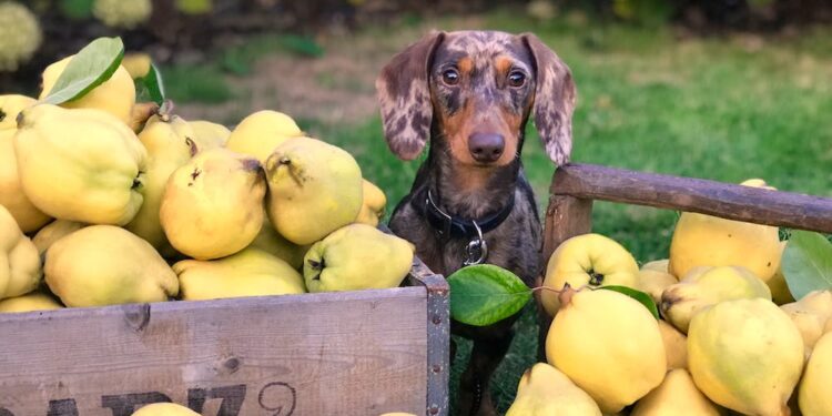 The 10 Healthiest Fruits & Veggies That Dogs LOVE