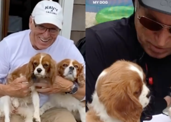 Before His Passing, Jimmy Buffett Shared a Video of His Dogs