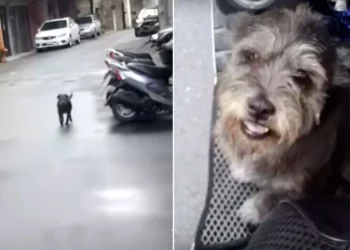 Dog Sheds Joyful Tears Upon Reuniting With Owner After Six Days.