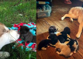 Husky Takes Owner to Woods and Shows Her a Box with Lost Kittens Inside